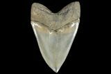 Serrated, Fossil Megalodon Tooth - South Carolina #134278-1